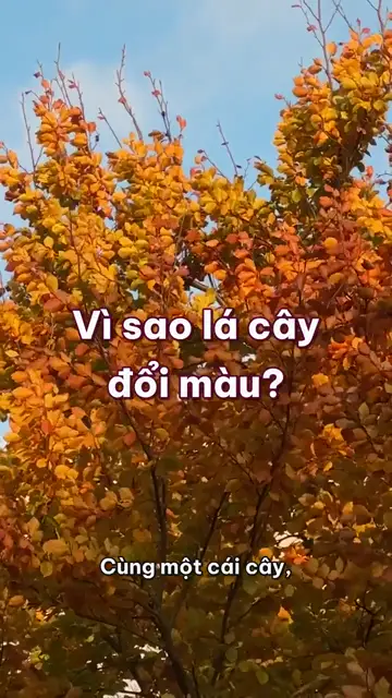 Vì sao lá cây vàng, đỏ rồi rụng khi trời trở lạnh?