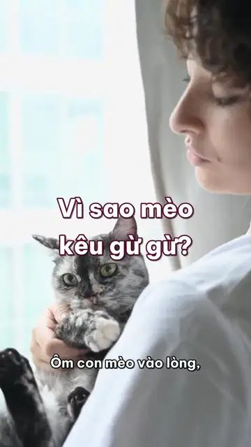 Vì sao mèo kêu gừ gừ, và gừ gừ có phải lúc nào cũng là đang vui?