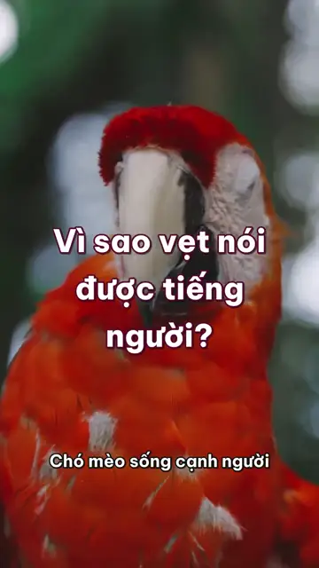 Vì sao vẹt nói được tiếng người, và nó có hiểu mình nói gì không?