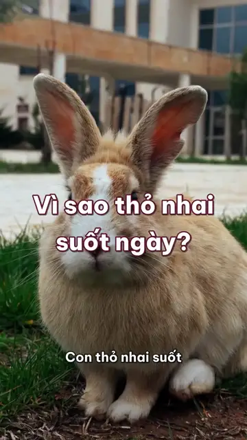 Vì sao thỏ nhai suốt ngày, răng mọc mãi, lại còn ăn lại phân của mình?