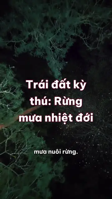 Rừng mưa nhiệt đới: khu rừng tự làm ra mưa, và những dòng sông bay trên đầu