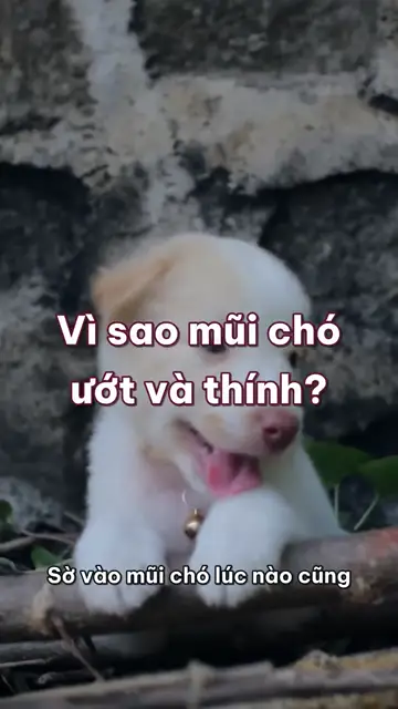 Vì sao mũi chó lúc nào cũng ướt, và thính hơn mũi người cả chục nghìn lần?