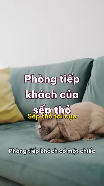 Boss nhà mình tập 21: Phòng tiếp khách của sếp thỏ tai cụp, và căn phòng riêng của hamster