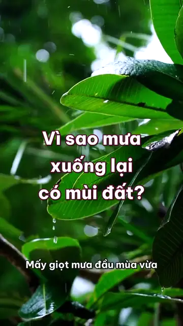Vì sao mưa xuống lại có mùi đất thơm, và vì sao cá nước ngọt đôi khi có mùi bùn?
