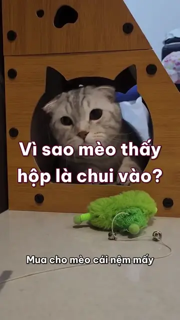 Vì sao mèo cứ thấy cái hộp là chui vào, rồi canh vệt nắng mà nằm?
