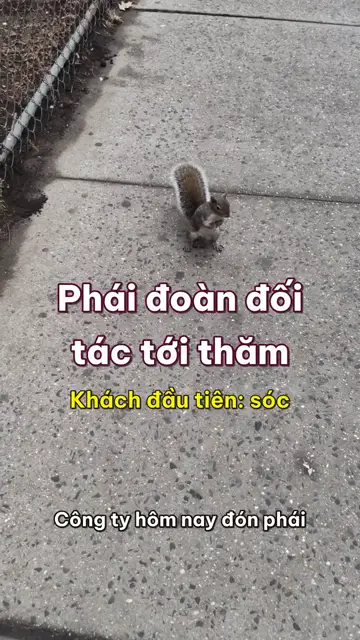 Boss nhà mình tập 30: Phái đoàn đối tác tới thăm, sóc, cầy mangut và hải ly ai cũng mang đồ ăn riêng