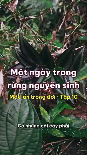 Một lần trong đời: một ngày đi bộ trong rừng nguyên sinh Cúc Phương, cây chò nghìn năm và cách gỡ con vắt