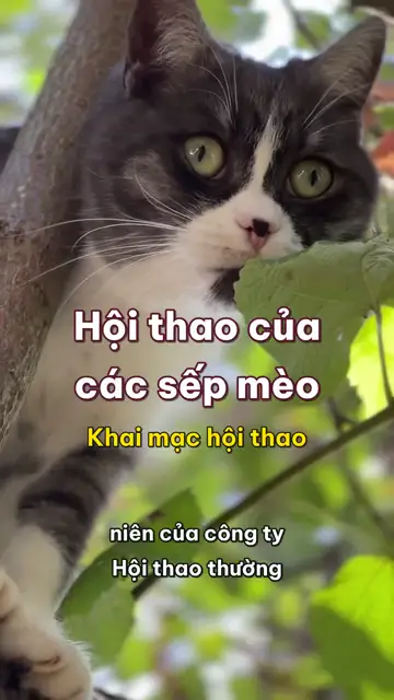 Boss nhà mình tập 31: Hội thao của các sếp mèo, thi leo cây, đi thăng bằng, nhảy hàng rào