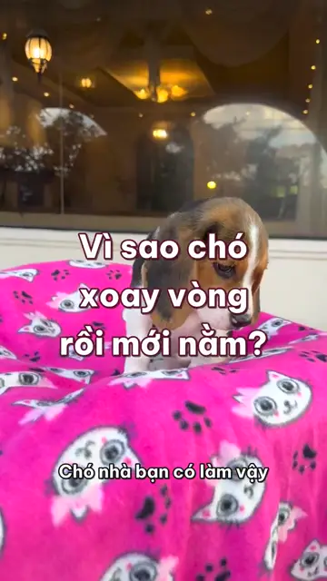 Vì sao chó cứ xoay mấy vòng rồi mới chịu nằm xuống?