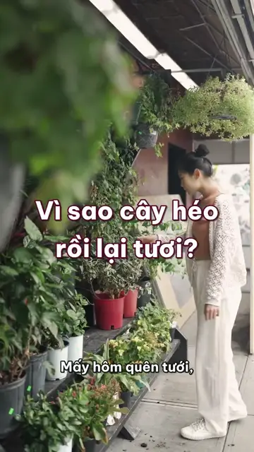 Vì sao cây thiếu nước thì héo rũ, tưới vào một lúc lại đứng thẳng lên?