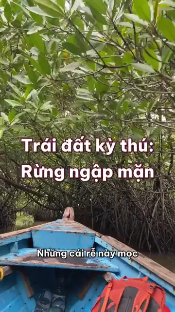 Rừng ngập mặn: cây đứng cà kheo, hạt nảy mầm ngay trên cành, và khu rừng tự đắp thêm đất
