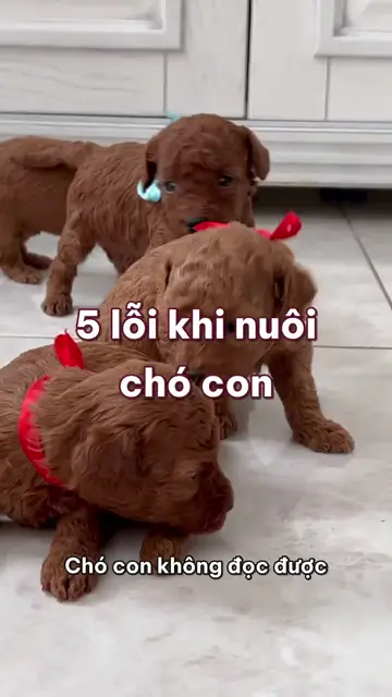 5 lỗi khi nuôi chó con: dí mũi phạt tè bậy, cho cắn tay và kè kè cả tuần đầu rồi bỏ đi làm