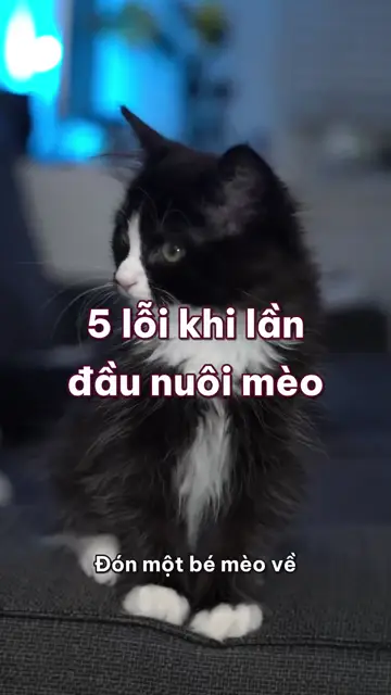 5 lỗi khi lần đầu nuôi mèo: cho uống sữa bò, chơi bằng tay và để cửa sổ không lưới