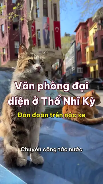 Boss nhà mình tập 34: Văn phòng đại diện ở Thổ Nhĩ Kỳ, sếp mèo ngồi trên nóc xe hơi duyệt cả con phố