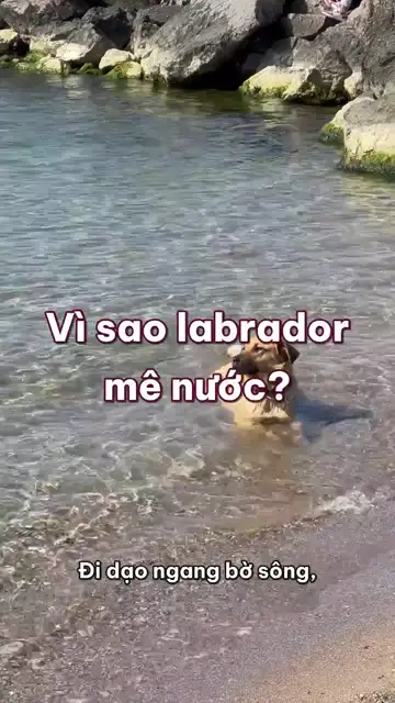 Vì sao chó labrador, golden thấy nước là nhảy, lại hay ngậm dép chạy ra đón chủ?