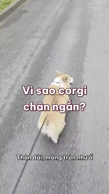 Vì sao chó corgi chân ngắn tũn mà vẫn từng là chó chăn bò giỏi?