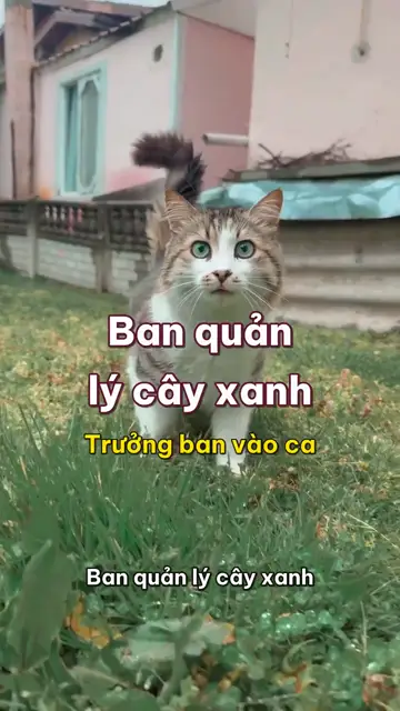 Boss nhà mình tập 37: Ban quản lý cây xanh, sếp mèo đi kiểm từng bãi cỏ, từng chậu cây