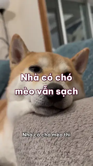 Nhà có chó mèo: chải lông trước khi hút bụi, khử mùi bằng enzyme, khay cát, bát nước và những thứ nguy hiểm