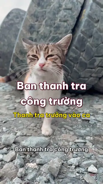 Boss nhà mình tập 42: Ban thanh tra công trường, sếp mèo đi kiểm bãi sỏi, đống lốp và từng hòn đá