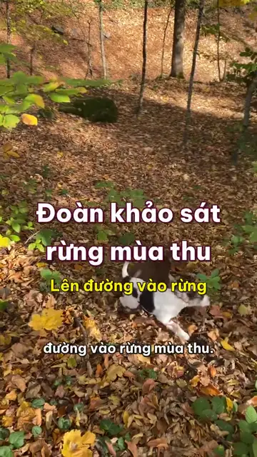 Boss nhà mình tập 45: Đoàn khảo sát rừng mùa thu, sếp nào về cũng mang theo vài hạt cỏ may