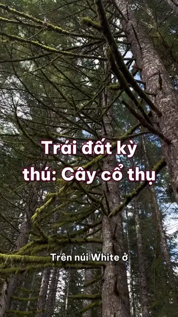 Cây cổ thụ: vòng gỗ ghi thời tiết, cây thông gần năm nghìn tuổi và khu rừng chỉ là một cây