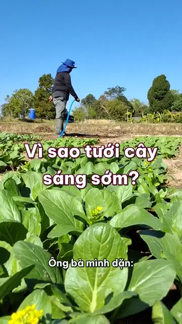 Vì sao nên tưới cây lúc sáng sớm, và giọt nước giữa trưa có làm cháy lá thật không?