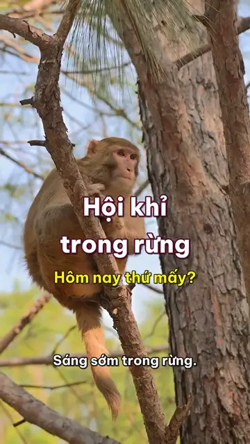Động vật nghĩ thầm tập 5: Hội khỉ trong rừng, chải lông là để nghe chuyện