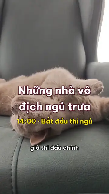 Động vật nghĩ thầm tập 8: Những nhà vô địch ngủ trưa, mèo chỉ đứng thứ hai