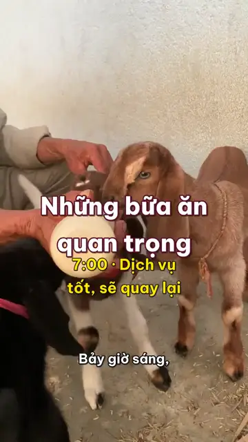 Động vật nghĩ thầm tập 12: Những bữa ăn quan trọng, ở trang trại không ai ăn chậm