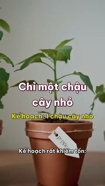 Kế hoạch và thực tế tập 9: Chỉ mua một chậu cây nhỏ cho góc bàn