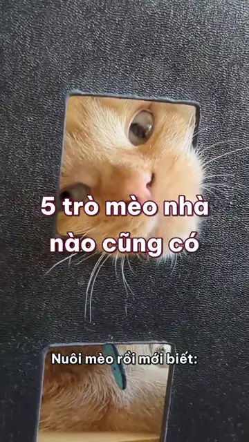 5 trò mèo nhà nào cũng có: săn chấm đỏ, leo kệ, chơi piano