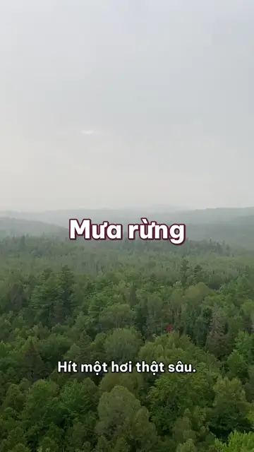 Một phút mưa rừng: thở chậm cùng tiếng mưa trên tán lá