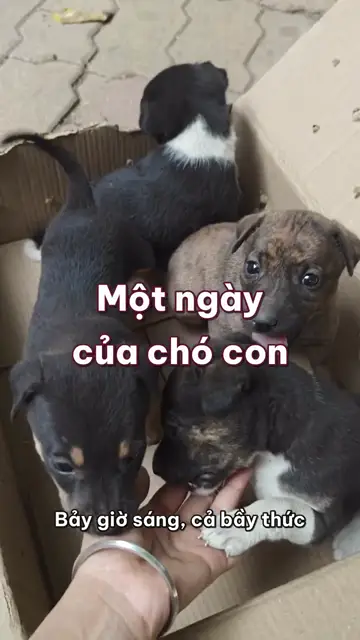 Một ngày của chó con: ăn, chơi, ngủ và lặp lại