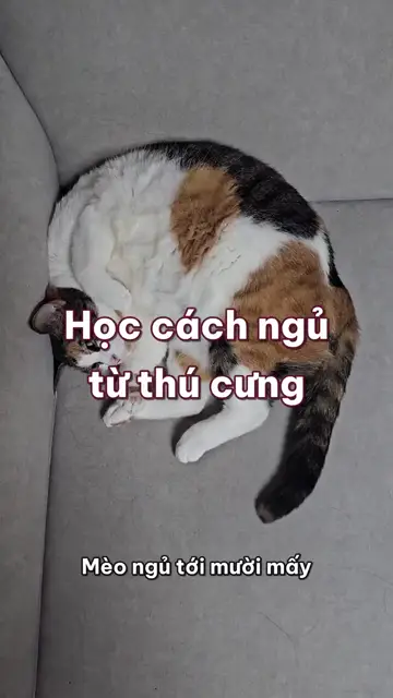 Học cách ngủ ngon từ chó mèo: 5 bí kíp đáng thử tối nay