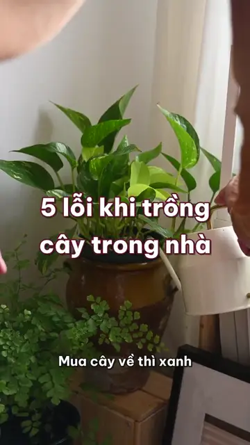 5 lỗi khiến cây trồng trong nhà vàng lá, héo rũ