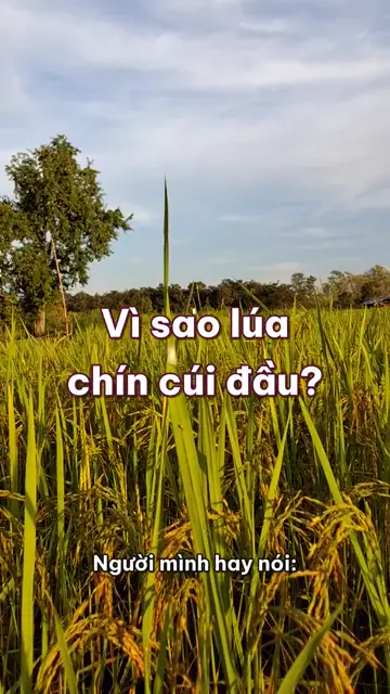 Vì sao lúa chín lại cúi đầu, và vì sao ruộng lúa phải ngập nước?